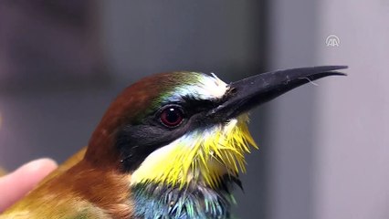 Tedavi edilen arı kuşu ile saksağan doğaya bırakıldı - UŞAK