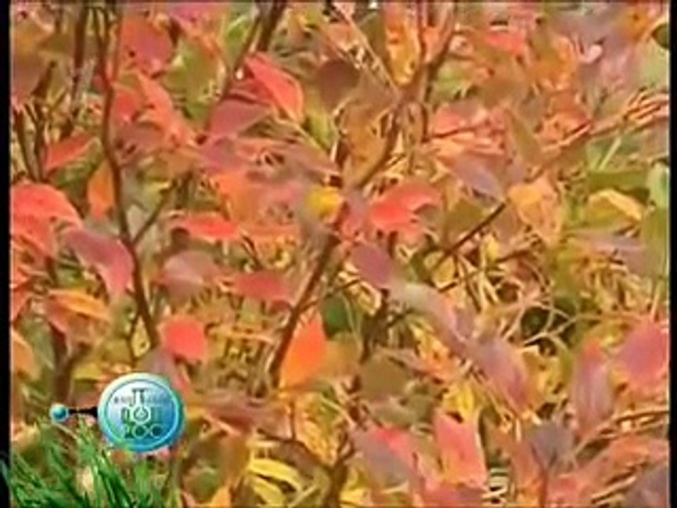 Выращивание голубики и клюквы