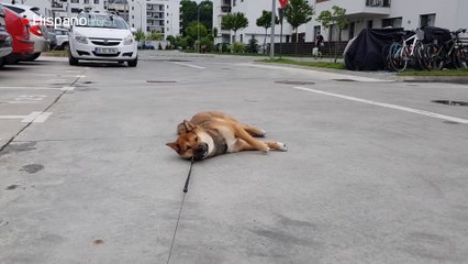 Perro flojo prefiere que lo lleven arrastrado a casa antes que caminar