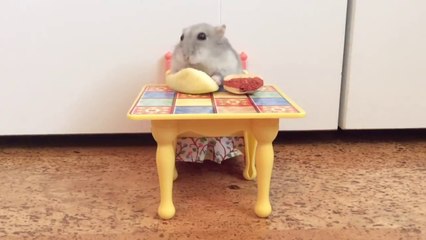 Ultimate Try Not to Aww Compilation May 2018 - Funny Pet Videos