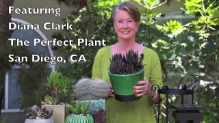 Perfect Succulent Plant-Pot Pairings