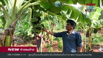 ครูกาฬสินธุ์ลุยสวนผักหวานป่ารับชีวิตเกษียณ - NEW18