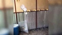 high flying pigeons & pigeons flying & breeding cages