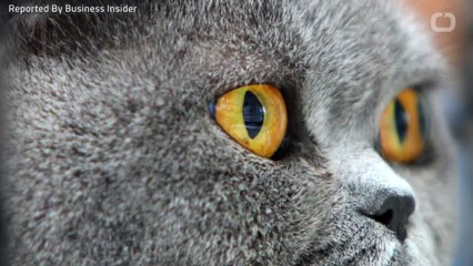 Some Of The Most Popular Cat Names In The U.S.