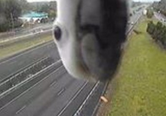 G'Day! Cockatoo Blocks Traffic Cam Just to Say Hi