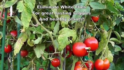 Organic White Fly Control : How to get rid of Whiteflies