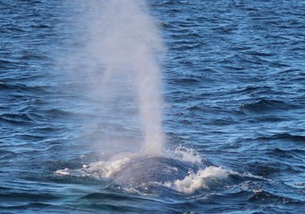 Whale Watchers Spot Rare Pygmy Blue in Hauraki Gulf