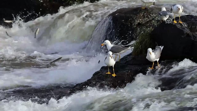 '8. Uluslararası İnci Kefali Göçü Kültür ve Sanat Festivali' başlıyor - VAN