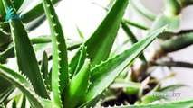 Aloe Vera Health Benefits एलोवेरा के फायदे और उपयोग   Daily Health Care