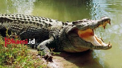 Ngeri!, Fredy 20 Tahun Hidup Bersama 3 Buaya Raksasa