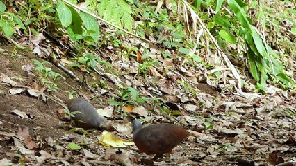 E.T. téléphone maison