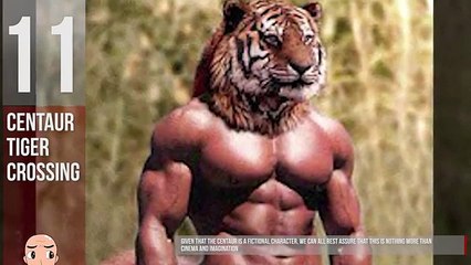 17 Weird Human Hybrid Animals