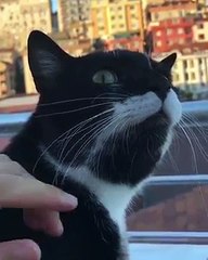 Un chat imperturbable