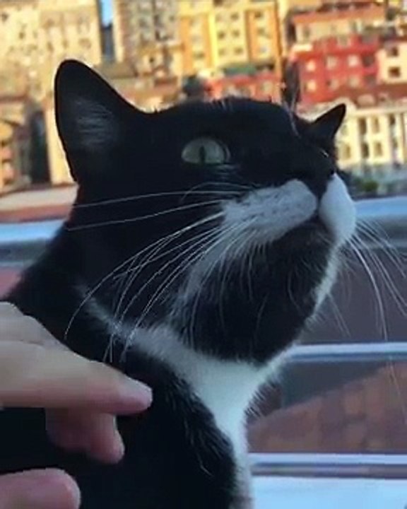 Un chat imperturbable