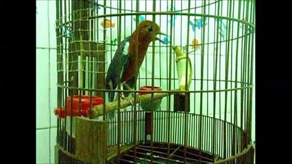 video anis merah ring bali juara new