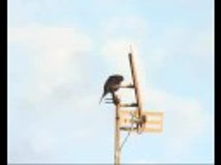 Blackbird mimics ambulance