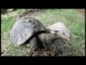 Lonely tortoise finds love with a plastic toy