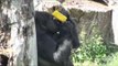 Gorilla videos himself going ape