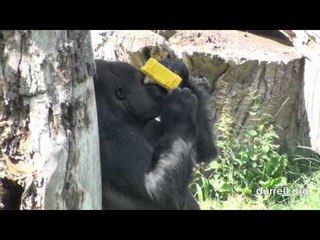 Gorilla videos himself going ape