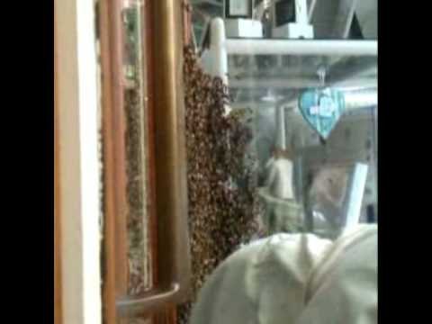 Swarm of bees traps chocolate shop workers inside store