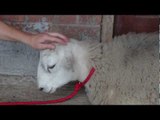 Jack the sheep who thinks he's a dog