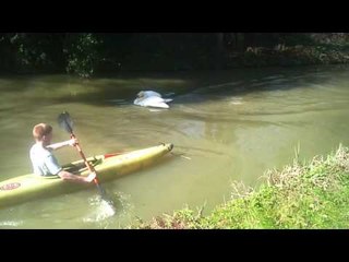 Tyson the swan attacks canoeist on Northampton canal