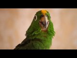Pepe the parrot who shouts out taxi bookings