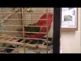 Foul-mouthed parrot who swears - clean version
