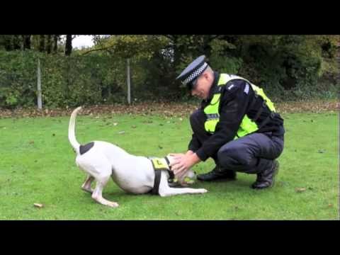 Police force gets first Staffordshire terrier sniffer dog