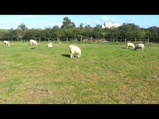 Bizarre sheep with an upside down head