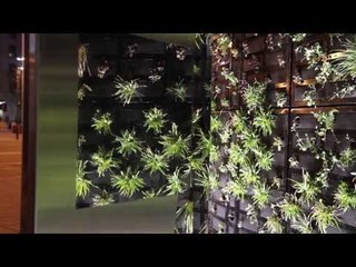 Europe largest green wall unveiled in Birmingham