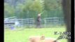 Benefit cheat farmer caught herding cattle and climbing fences