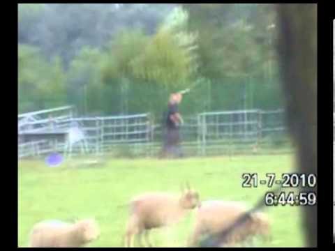 Benefit cheat farmer caught herding cattle and climbing fences