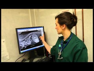 Sasha the supercat saved after being hit by a car