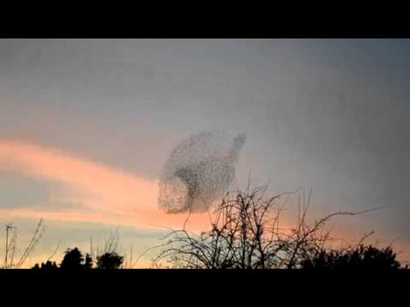 Starlings Murmur In Leamington Spa Warwickshire