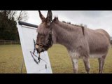 Patty the amazing painting donkey goes on Britain's Got Talent