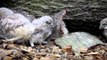 Fluffy Owl chicks hand-reared by Scottish Owl Centre