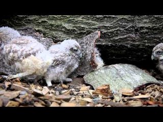 Fluffy Owl chicks hand-reared by Scottish Owl Centre