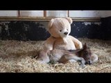 Orphan pony sleeps with teddy bear