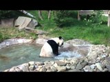Tian Tian the panda takes a bath at Edinburgh Zoo