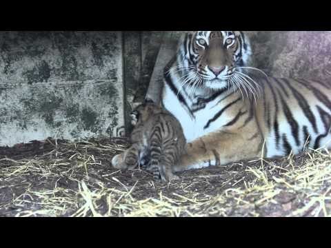 New Tiger Cubs at the Highland Wildlife Park, Scotland.