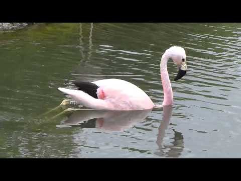 Flamingo thinks it's a swan at Slimbridge WWT