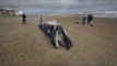 Dead whale washed up on beach in Thanet