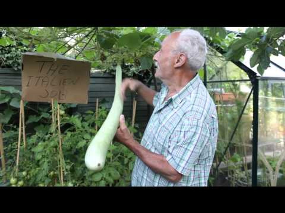Gardener grows 6 foot courgette
