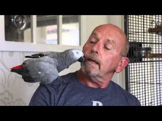 Buddy the noisy parrot who is getting complaints from  neighbours and the local council