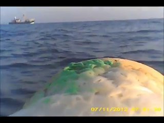 Experience life through the eyes of a gannet