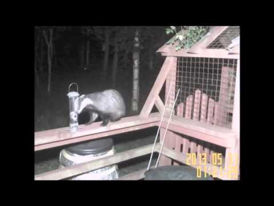 Cheeky badger left red faced after falling from a ledge