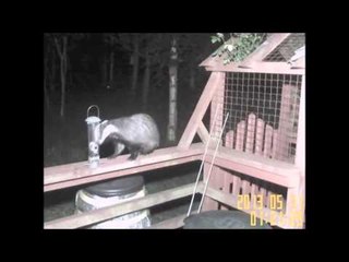 Cheeky badger left red faced after falling from a ledge