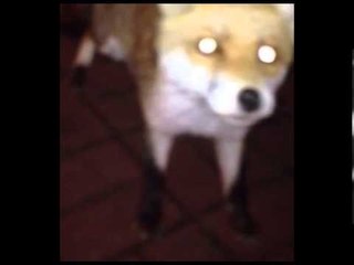 Fearless urban fox nibbles security guards shoes