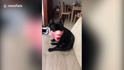 Glamorous French bulldog wears pouting face mask